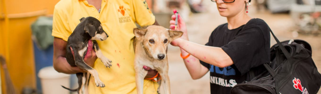 Mission Rabies - der Kampf gegen Tollwut